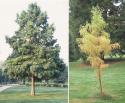 89708_baldcypress2.