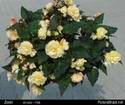 8983Begonia_Ampel.