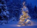 9009Winter_wallpapers__004554_.