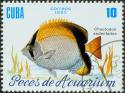 90272_cuba_fish5.