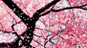 90470_leav-pink-tree-Favim_com-368099.