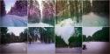 90668_forest.