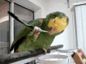 90694_dumb_animalthats-the-spot-parrot-gif.