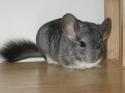 90983_chinchilla.