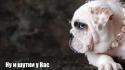 90997_serious-dog-wallpaper-1366x768.