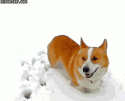 91139_Fuck_this_snow_with_a_Corgi.