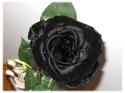 91294_Black_rose.