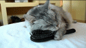 91306_tumblr_m89jlbYtDl1rzrbrno1_400.