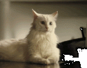 91343_gif_cat_6_09.