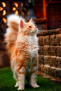 91430_Mein-kyn-20-650x971_600x896.
