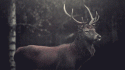 9143958083_0_0_deer_tlog.