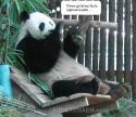 91502_kak-panda-lyubit-bambuk3.