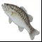 91525_1fish.