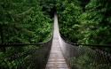 91651_Amazing-Bridge-in-Jungle-Forest.