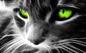 91661_colorful-cat-cool-wallpaper-hd.