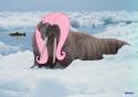 916983199_-_artist3AgreyOne_clearly_I_am_a_sane_individual_fluttershy_flutterwalrus_not_salmon_salmon_walrus_what.