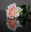 91712_image.