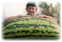 92174_giant-melon.