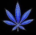 9219pot_leaf_CH107.