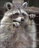 92801_racoon3.