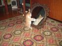 9288cats-10.