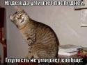 93211_glupost-ne-umirayet-voobsche__1357544271.