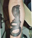 93330_16824-tattoo-cobra-480x480.