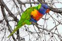 94010_loro-arcoiris_800.