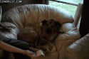 9413_funny-gifs-cheesy-dog.
