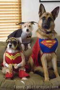 9414dog-costumes26.