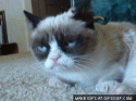 94162_grumpy-cat-o.