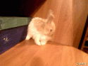 94272_gifpal-20131117221324.