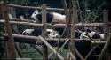 94335_panda-11.