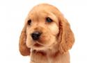 94364_1330974148_spaniel_puppies_cm_20120204_00249_004.
