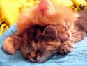 943sleeping_kittens.