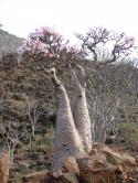 9471Socotra_Island_11.