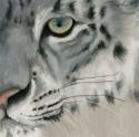 9472Snow_Leopard_by_Xixikal.