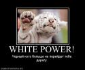 95039_450555_white-power.