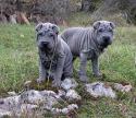 95044_shar_pei_01.