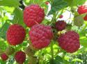 9508_Malina-02-a.
