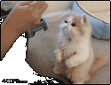 9509Cat_chopsticks.