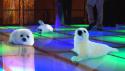 95451_clubbin-baby-seals-886.