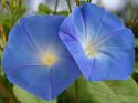 95457_Schoene-Blumen_600.