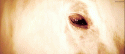 95472_tumblr_lpazepUoe31qgpykko1_500.