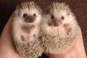 9585HedgehogBNPS_450x300.