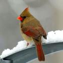 96228_northern_cardinal_2.