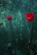 96283_DSC04557.