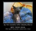 96584_917970_nu-chto-skazat-tebe-gandonebal-ya-vrot-takoi-zakon_demotivators_ru.