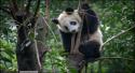 96958_panda-3.