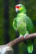 97045_200px-Amazona_autumnalis_-Jurong_BirdPark-8b.